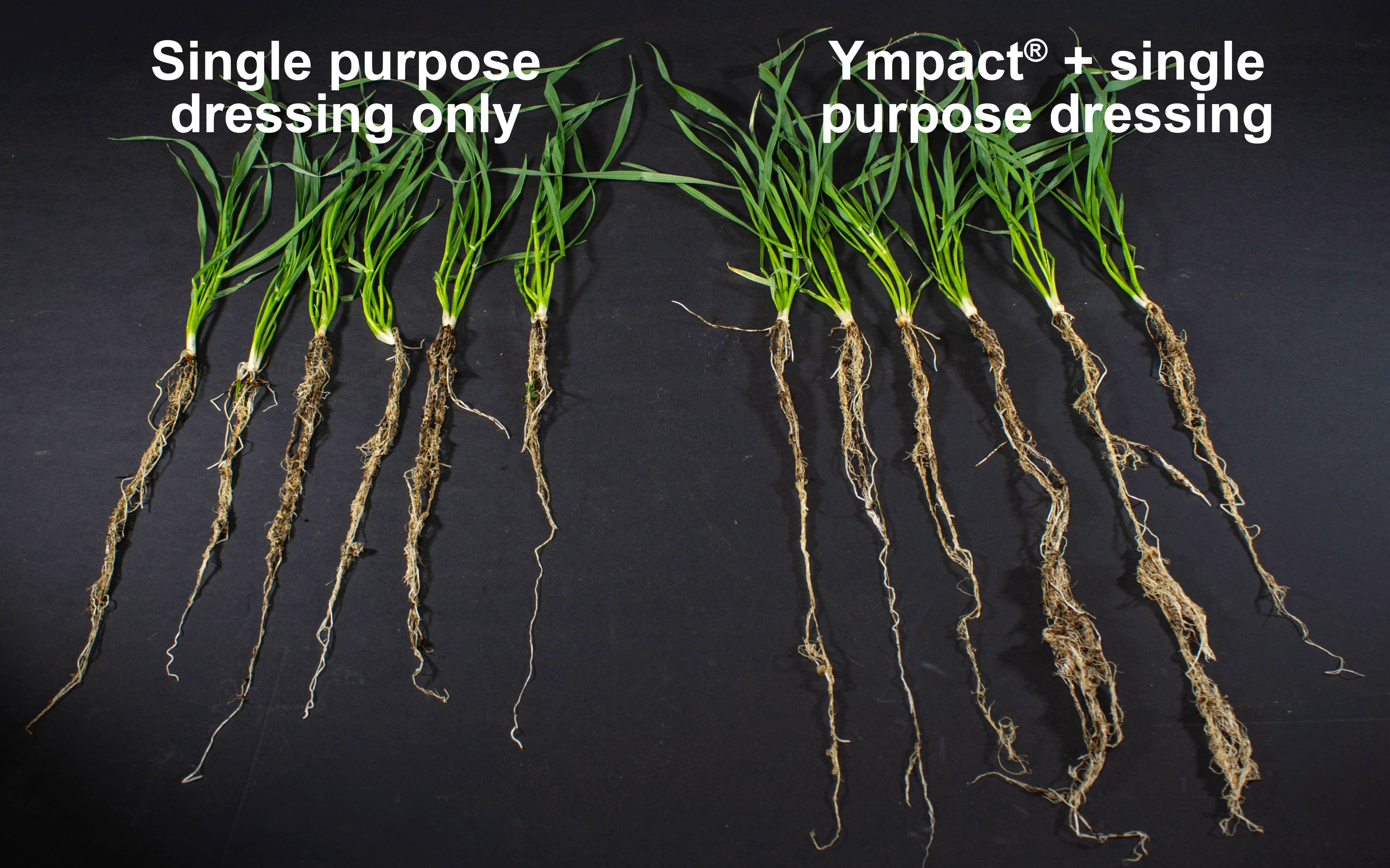 Ympact treated vs untreated