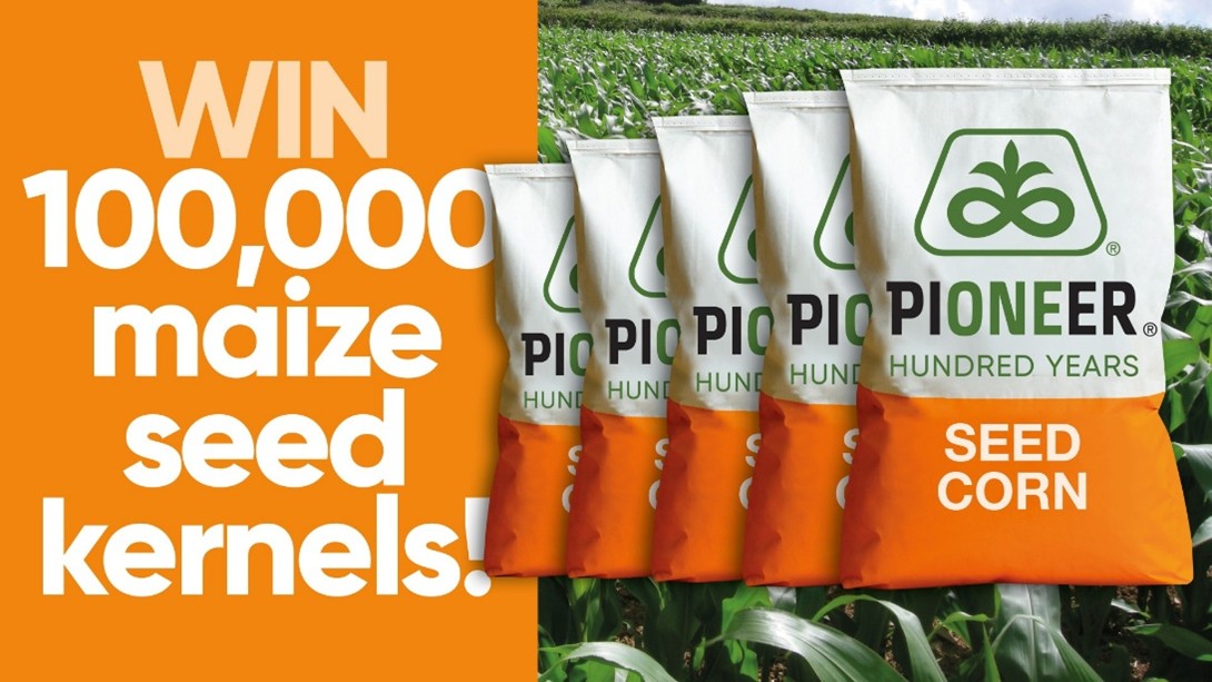 Win 100,000 maize seed kernels
