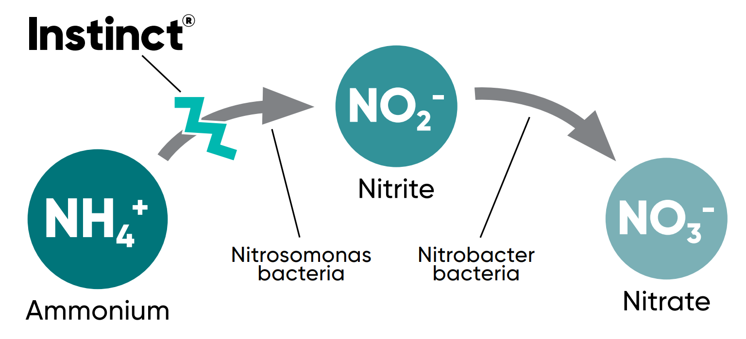 Instinct infographic