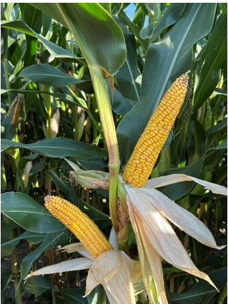 P68106 maize hybrid