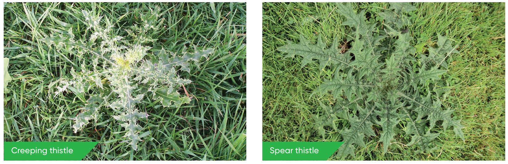 Creeping thistle and spear thistle