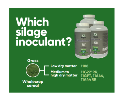 Which silage inoculant?