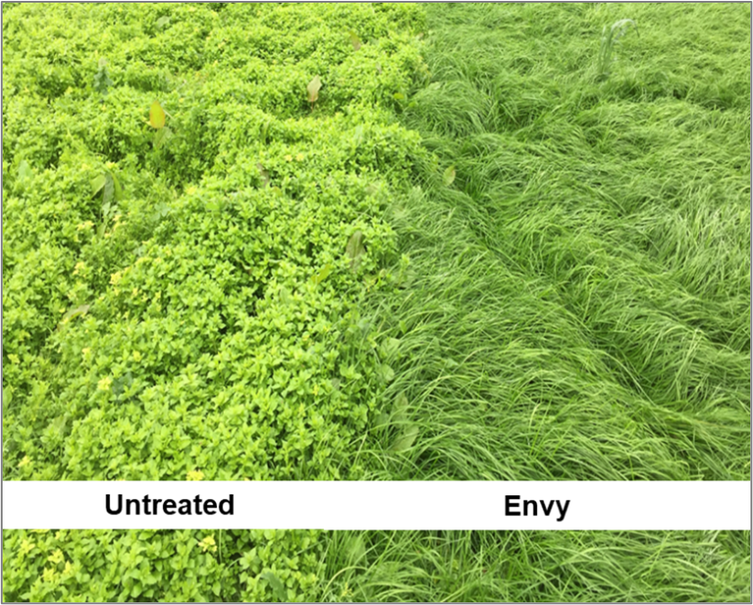 Untreated vs treated with Envy