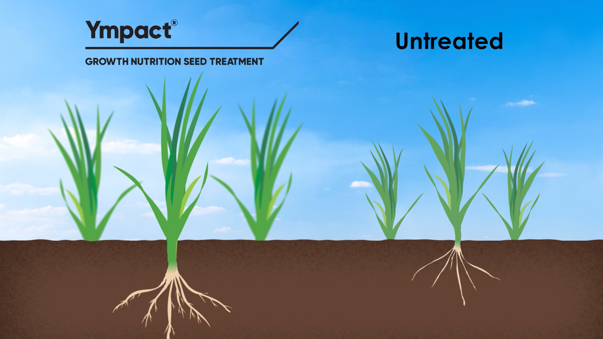 Ympact seed treatment