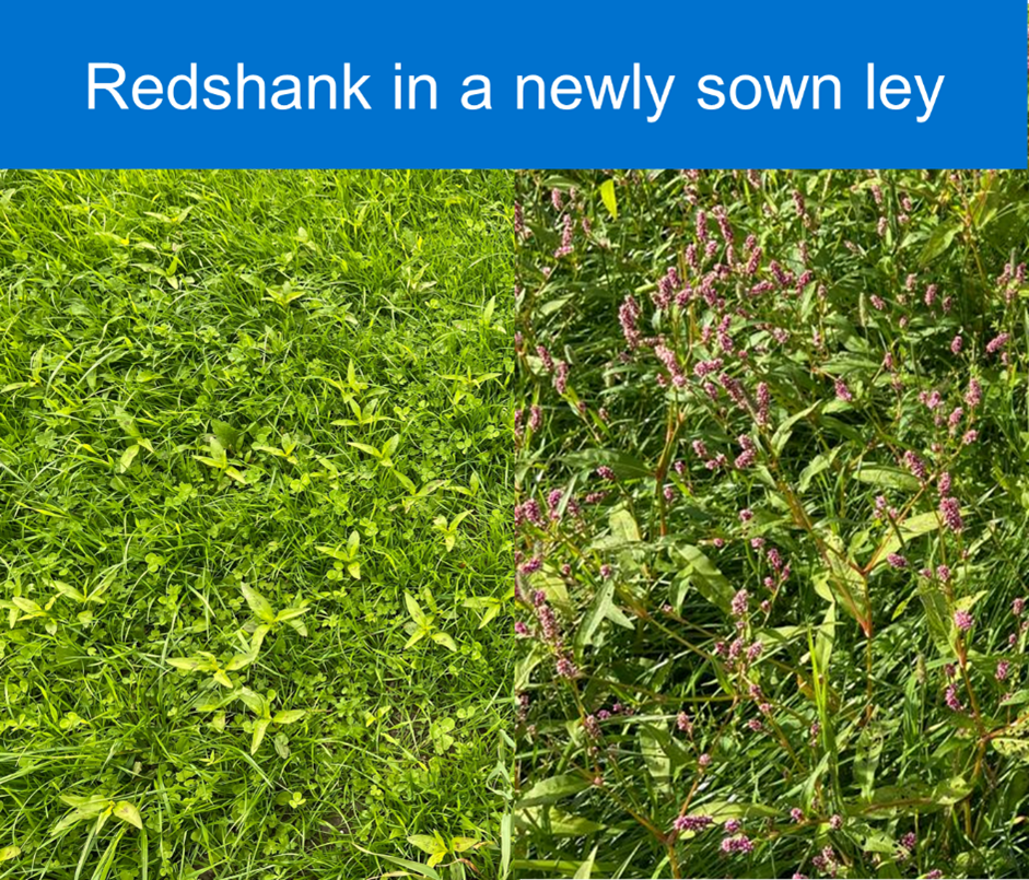 Redshank in a newly sown ley