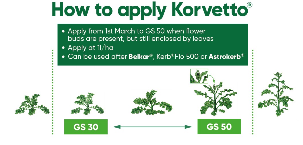 How to apply Korvetto
