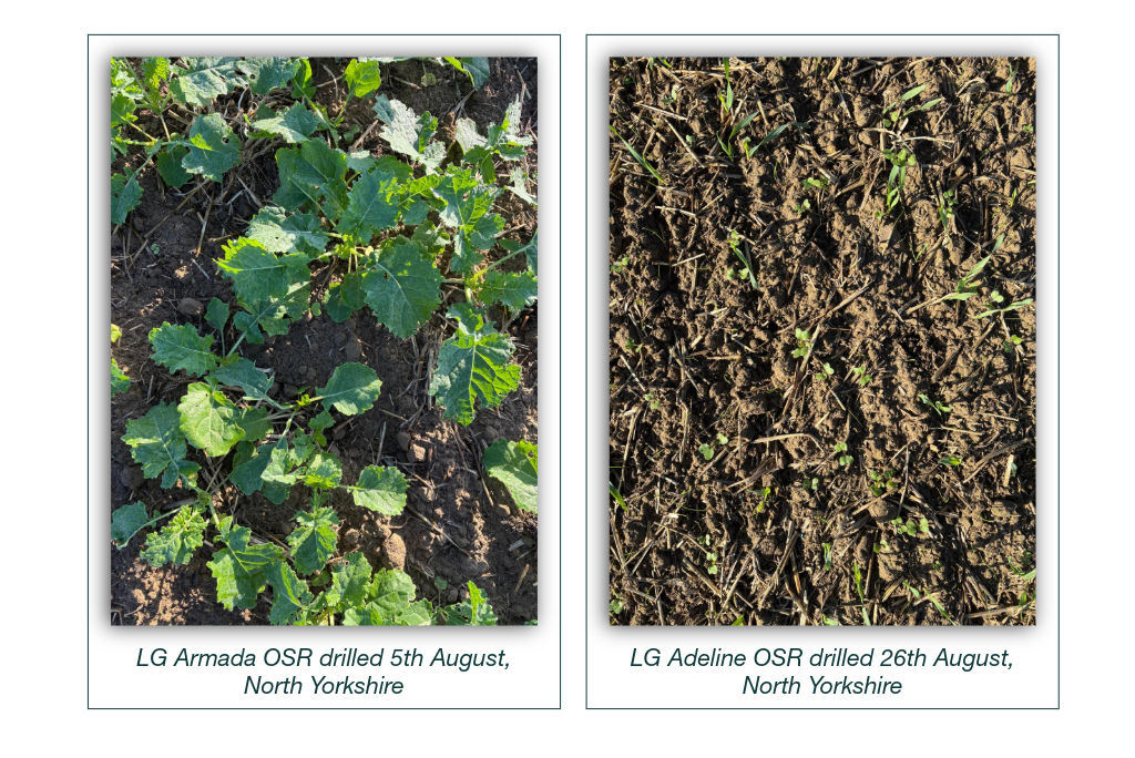 OSR Drilled in North Yorkshire