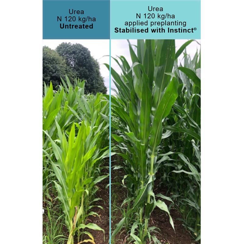 Urea - untreated vs stabilised with Instinct