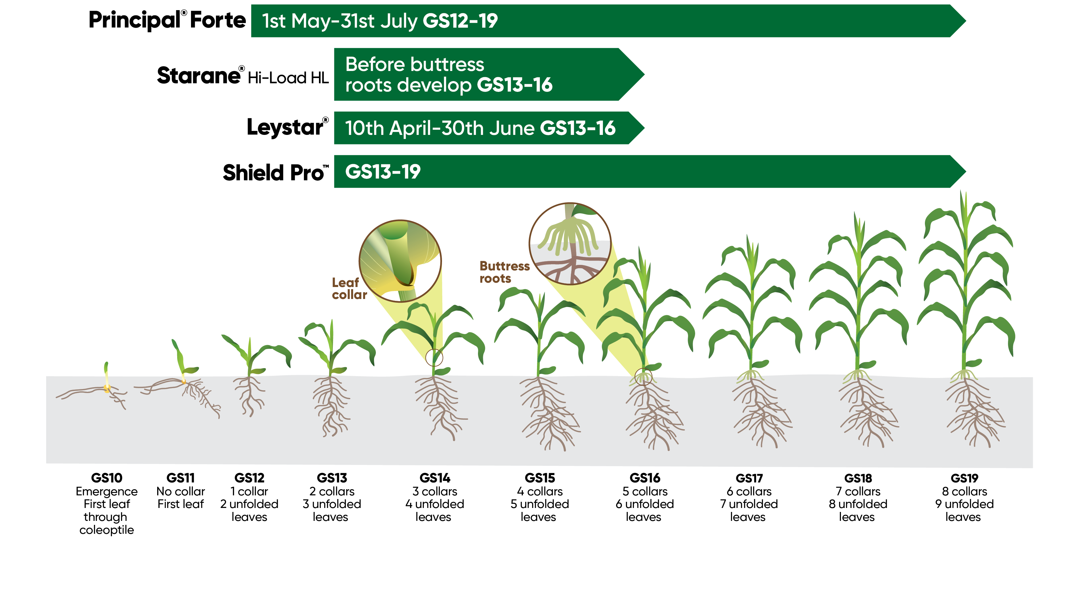 Maize application graphic