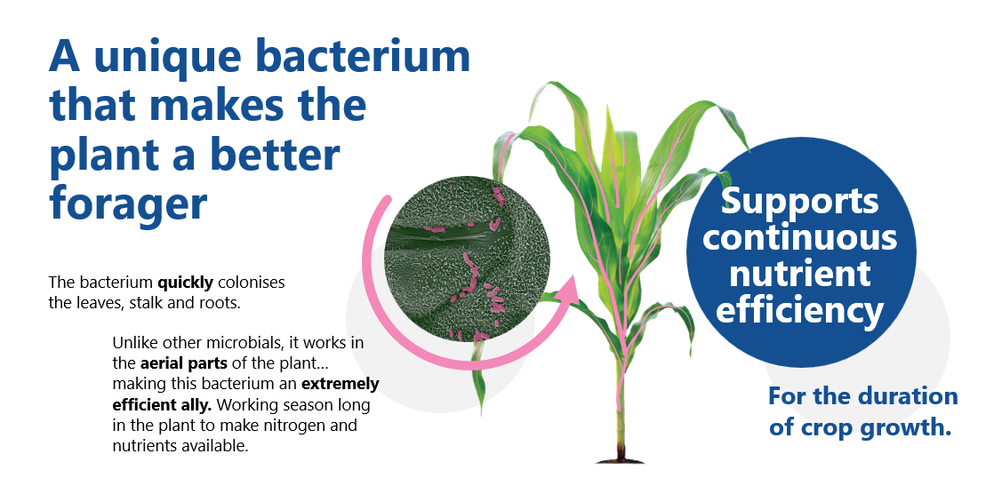 BlueN supports continuous nutrient efficiency