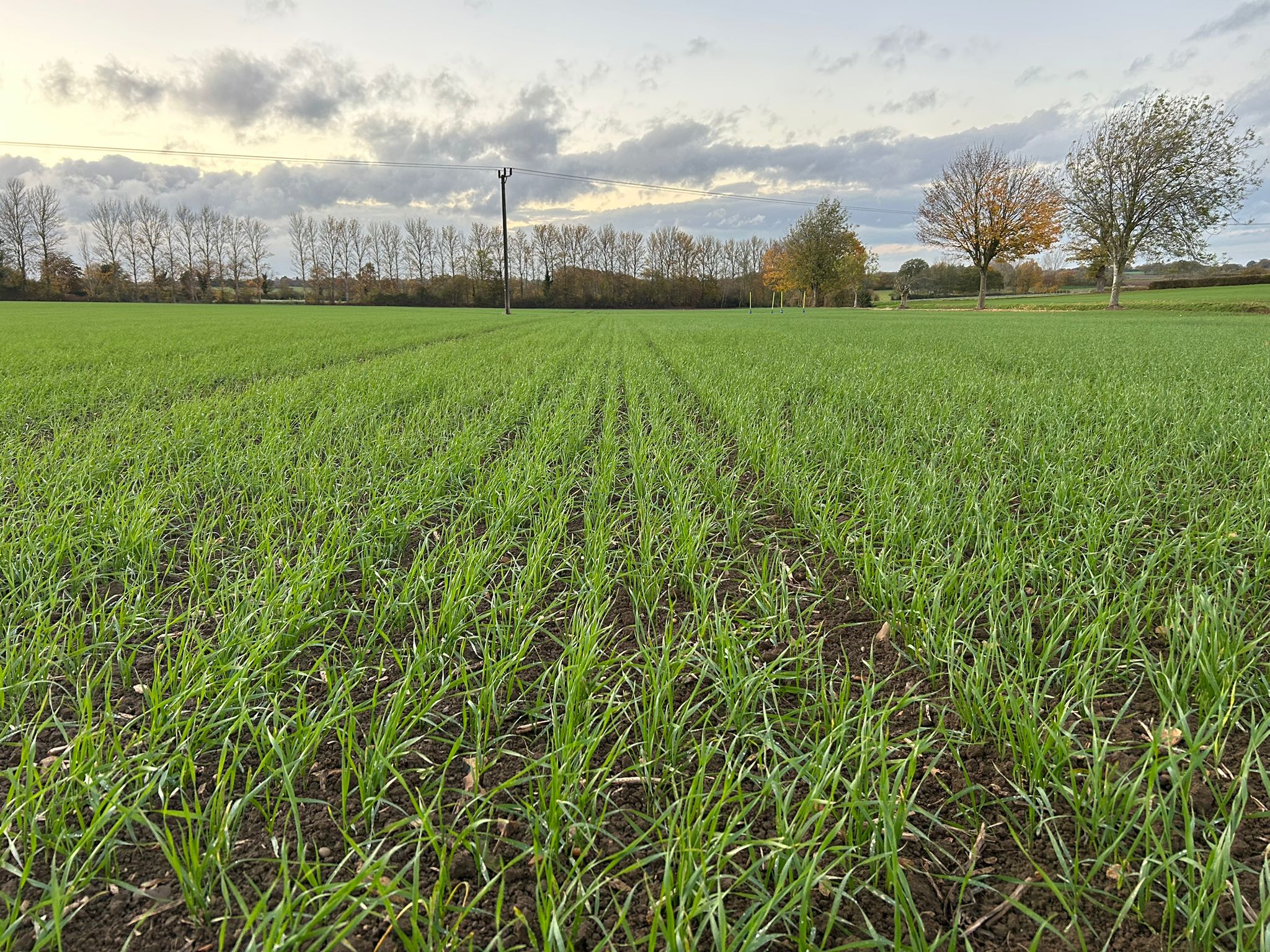 Wheat crop in autumn