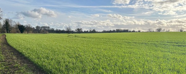 Prioritise weed control - spring spraying