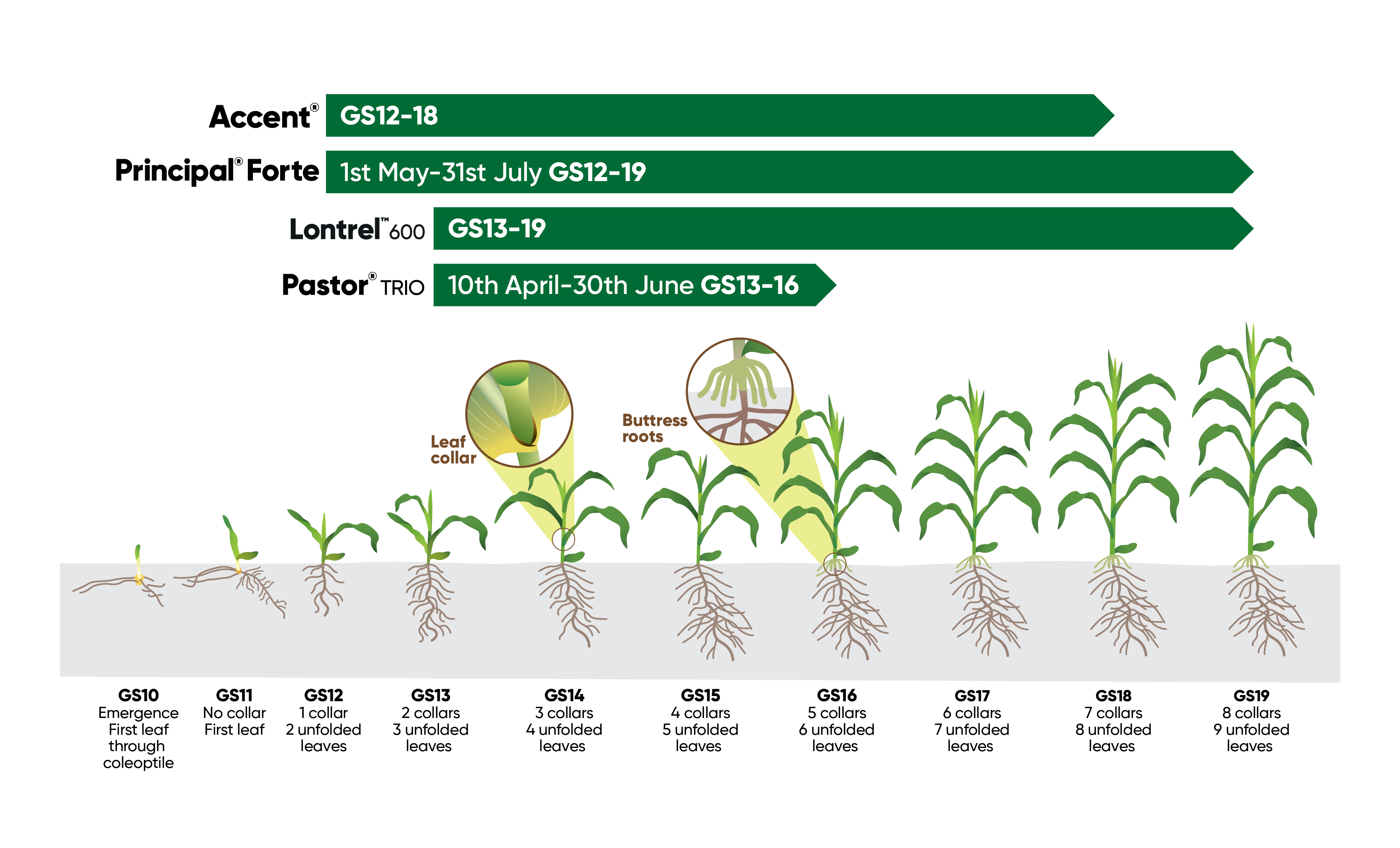 Maize application graphic