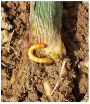 Wireworm on the base of a maize stem