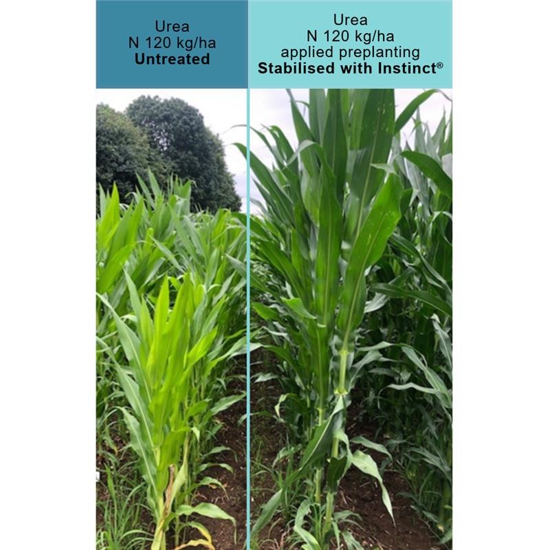 Urea - untreated vs treated with Instinct