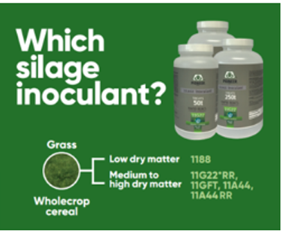 Which silage inoculant?