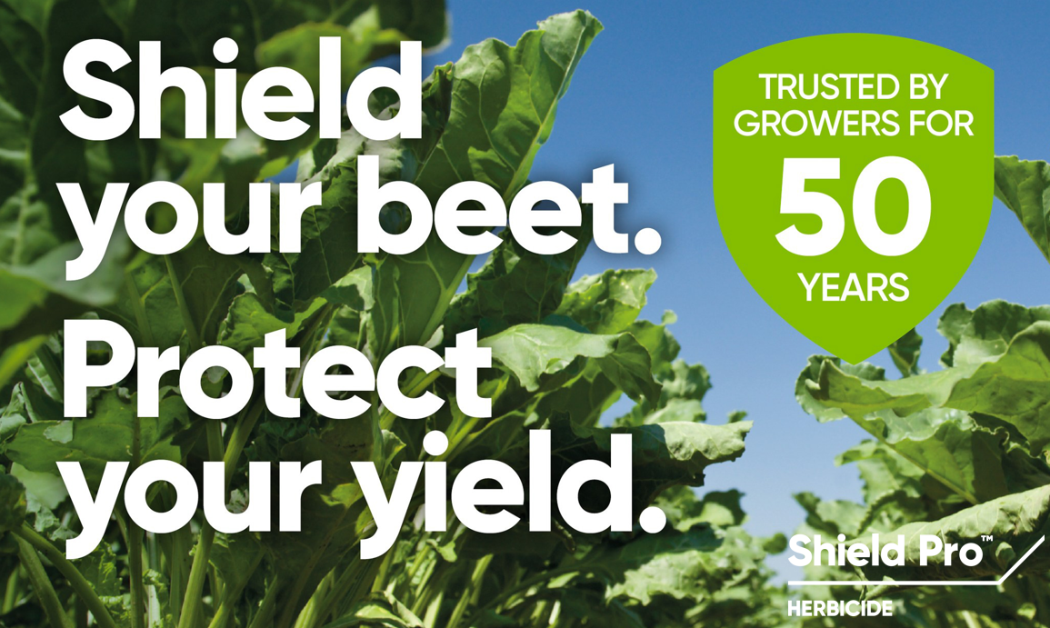 Shield your beet, protect your yield