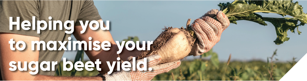 Helping you to maximise your sugar beet yield