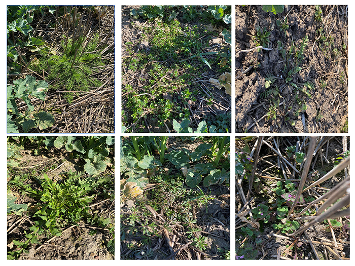  Bilderna visar örtogräs som är kvar på våren i olika strategier utan Belkar i försöksserien L5-8010 2021.