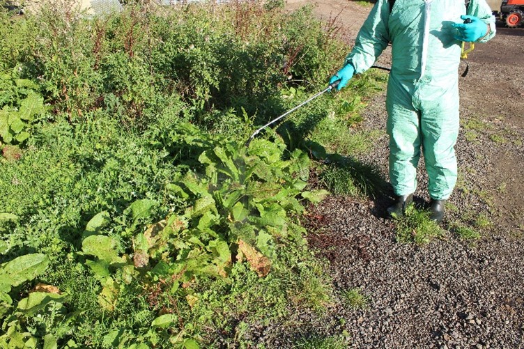 Ragwort Treatment