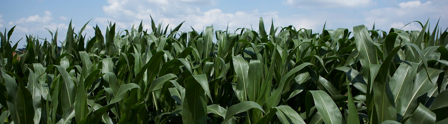 maize image