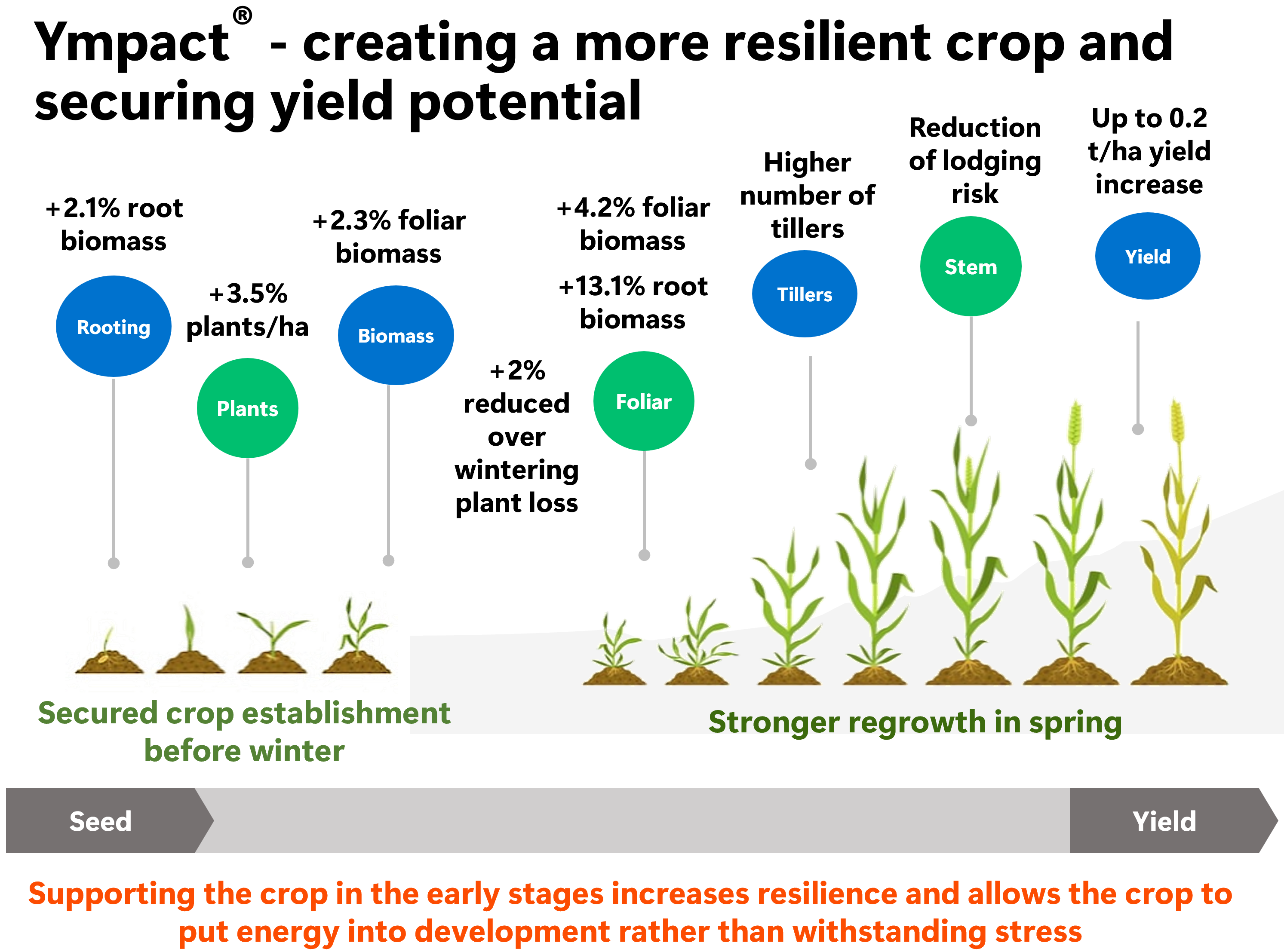 Creating a more resilient crop and securing yield potential