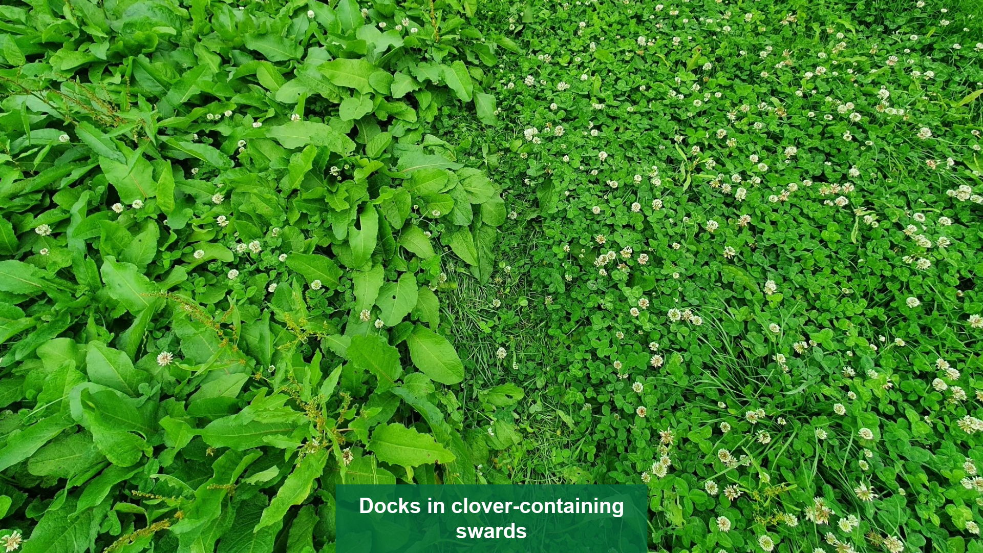 Docks in clover-containing swards