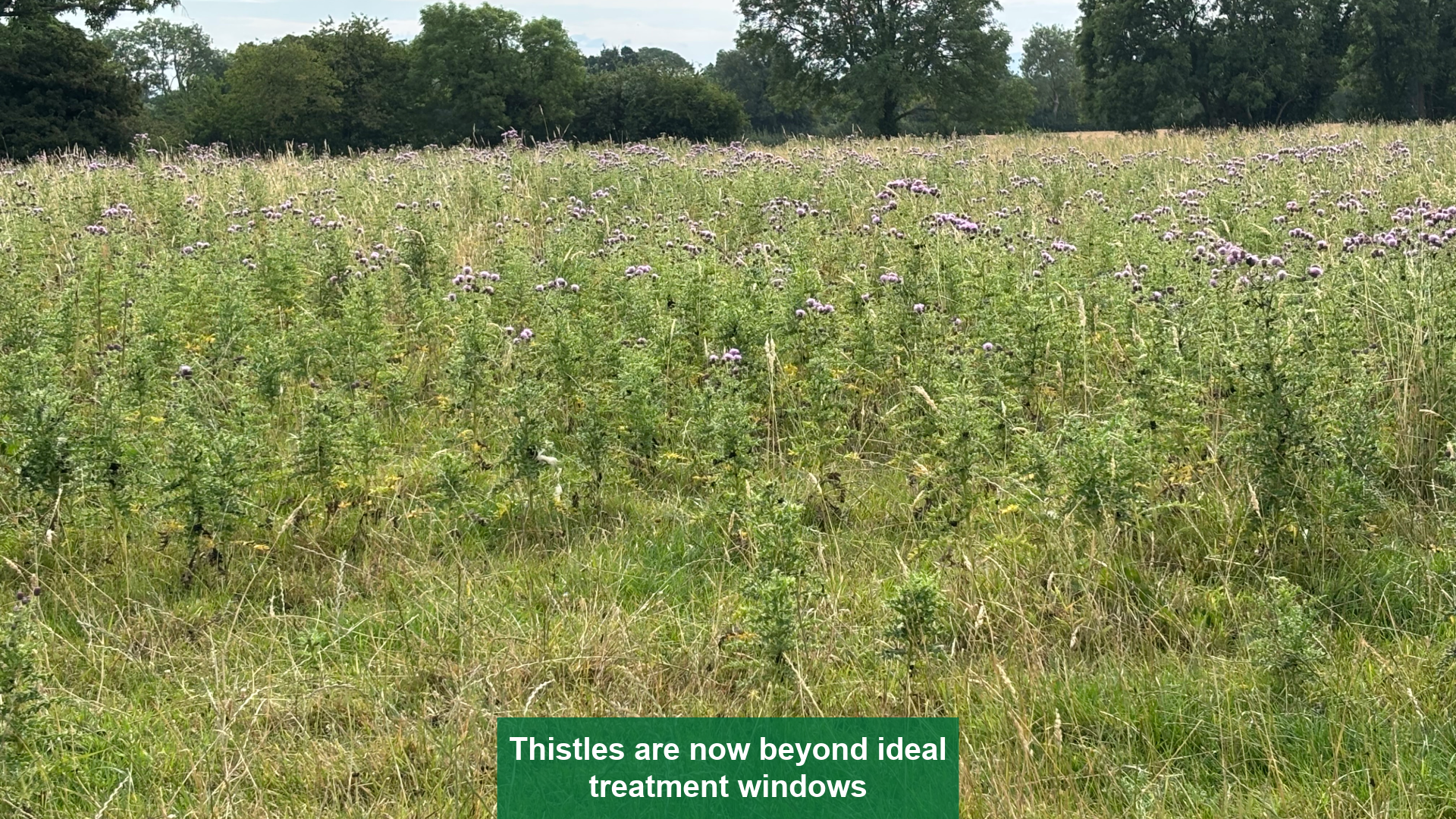 Thistles are now beyond ideal treatment windows