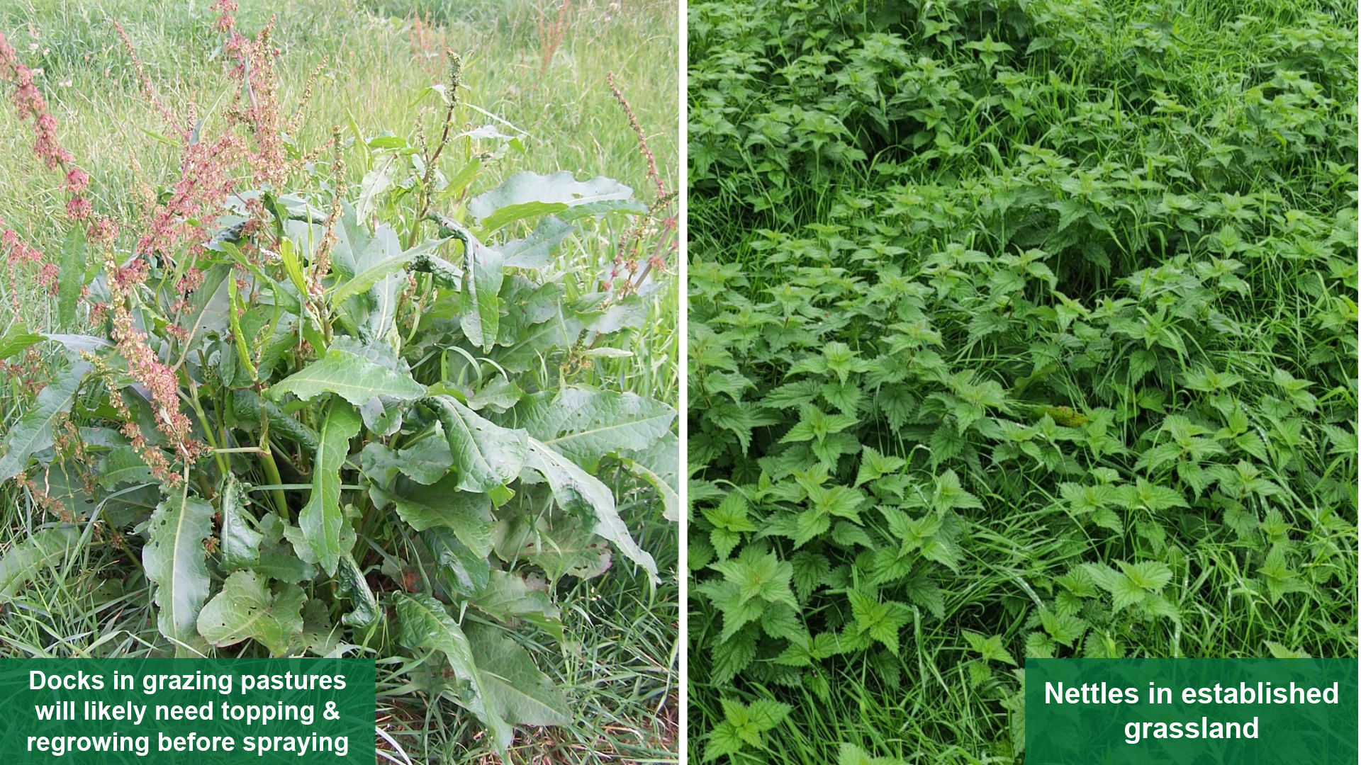Docks in established grassland (left), nettles in established grassland (right)