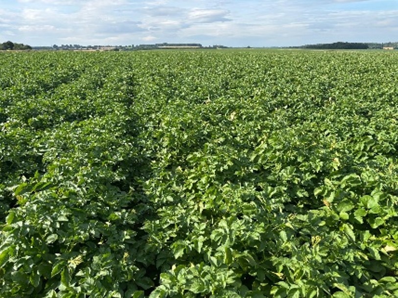 Potato crop