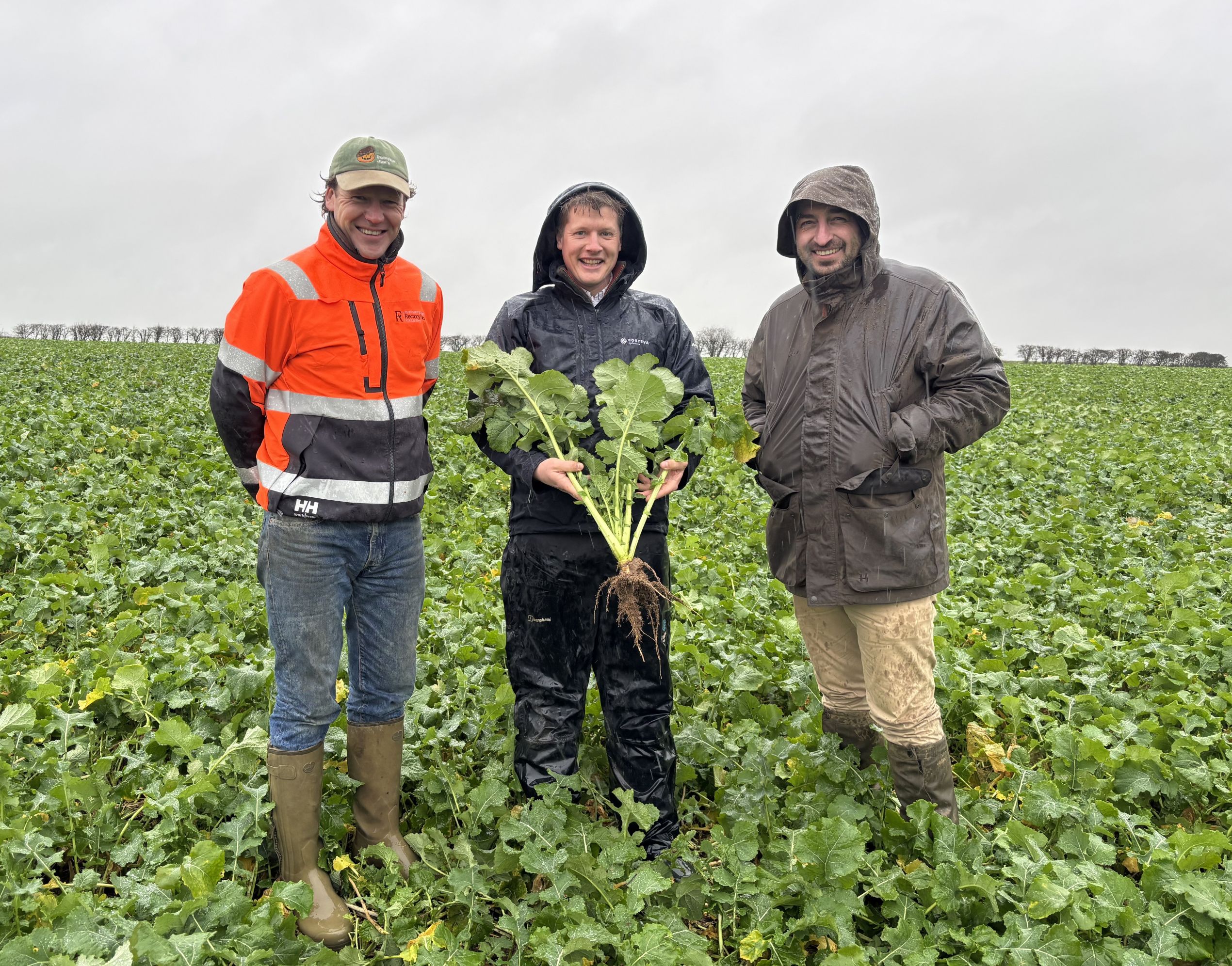 James Wombwell, Tom Rouse and Rory Kissock in a field of PT303 OSR