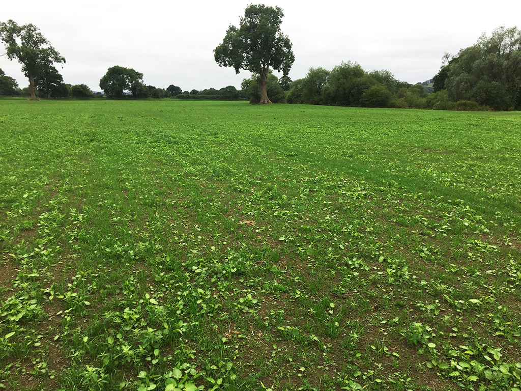 New sown ley