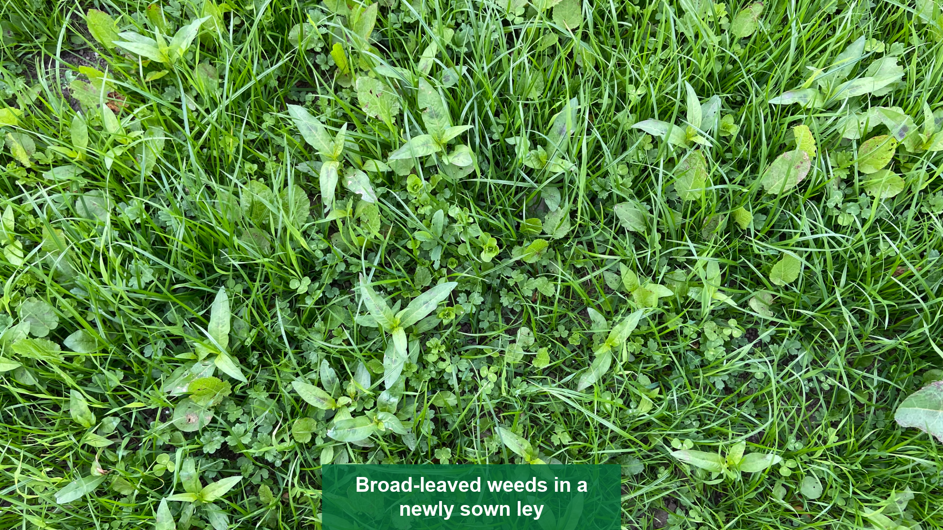 Borad-leaved weeds in a newly sown ley