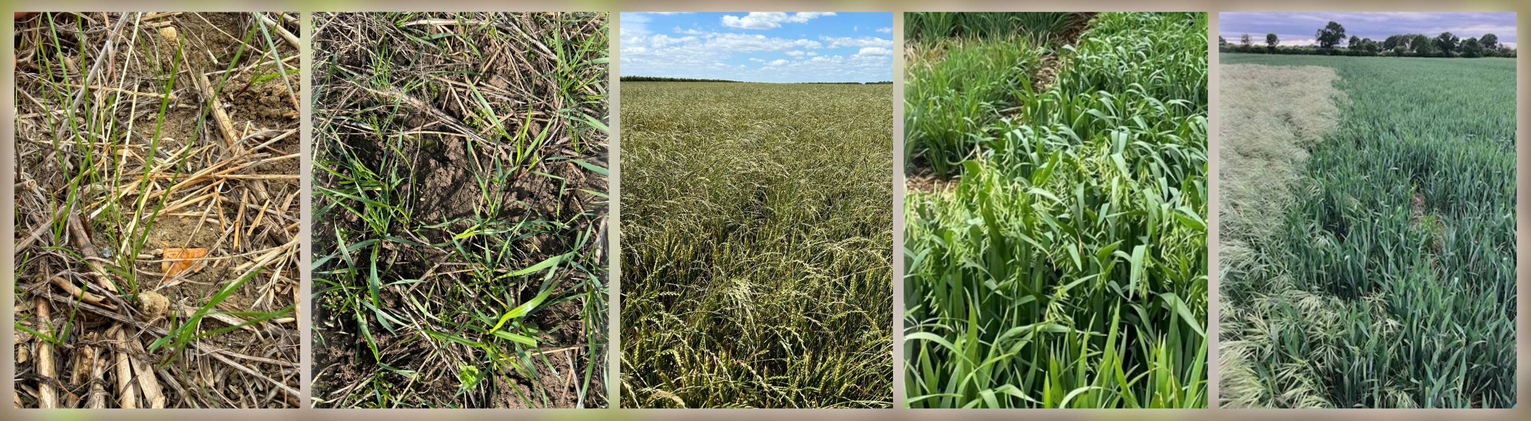 Grassweeds in Cereals