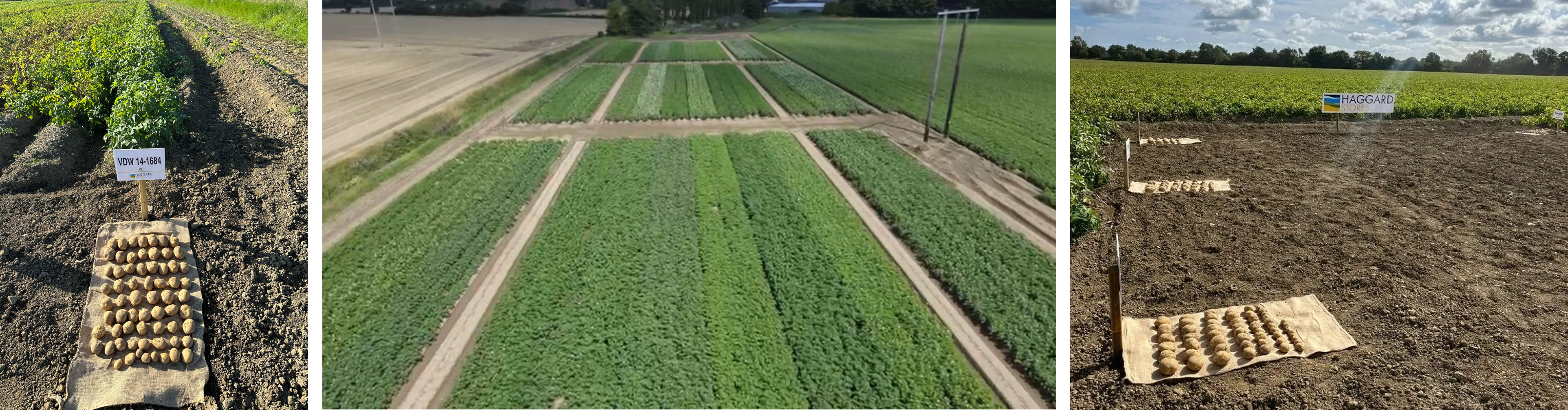 Haggard Stores Potato Variety Trials Open Day