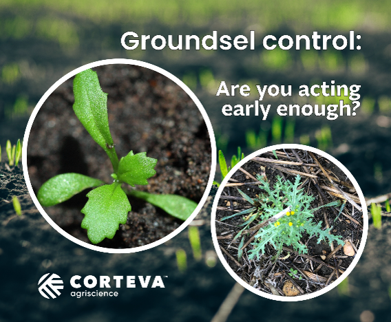 Groundsel control: are you acting early enough?