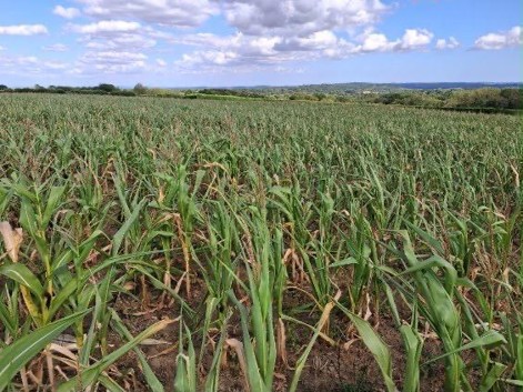 Maize crop