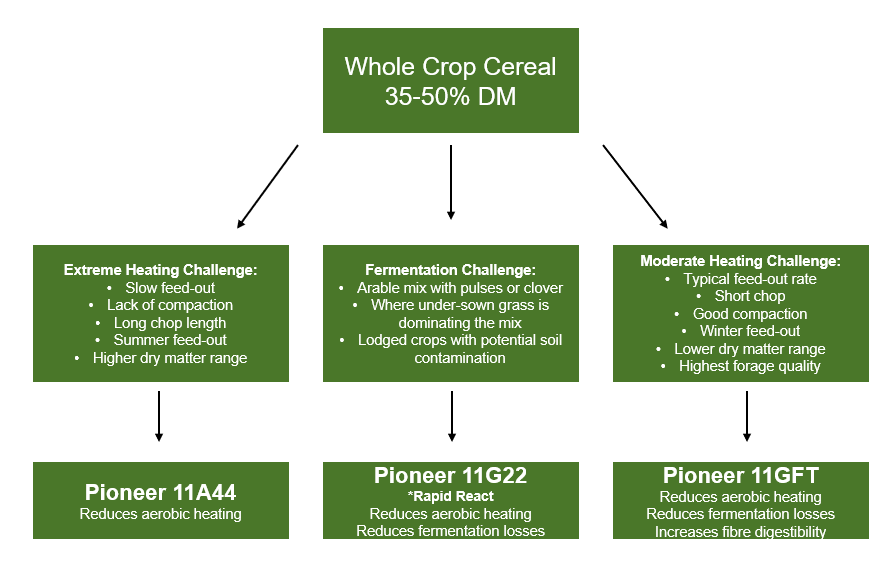 Silage inoculant decision tree