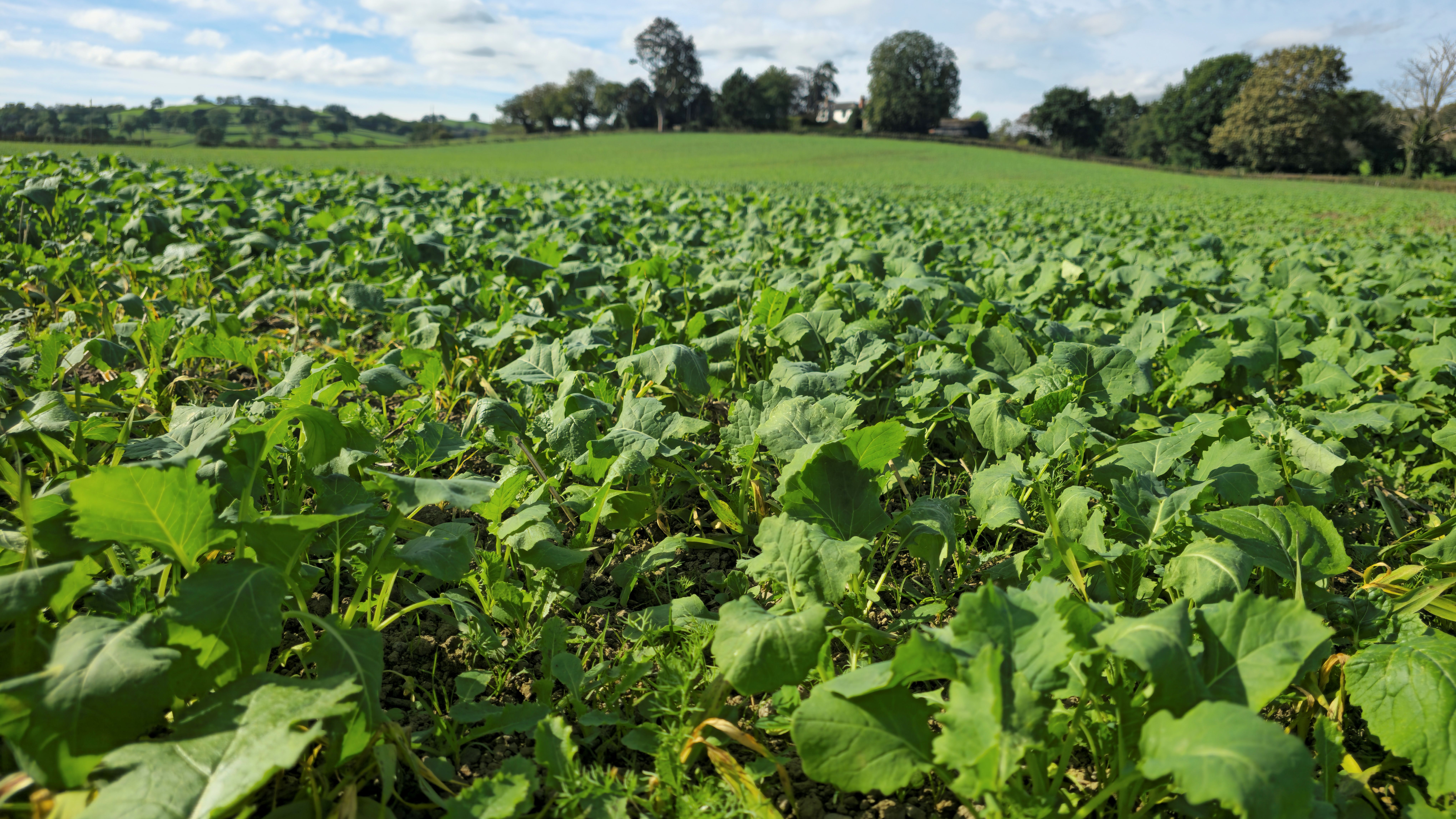 Weedy OSR