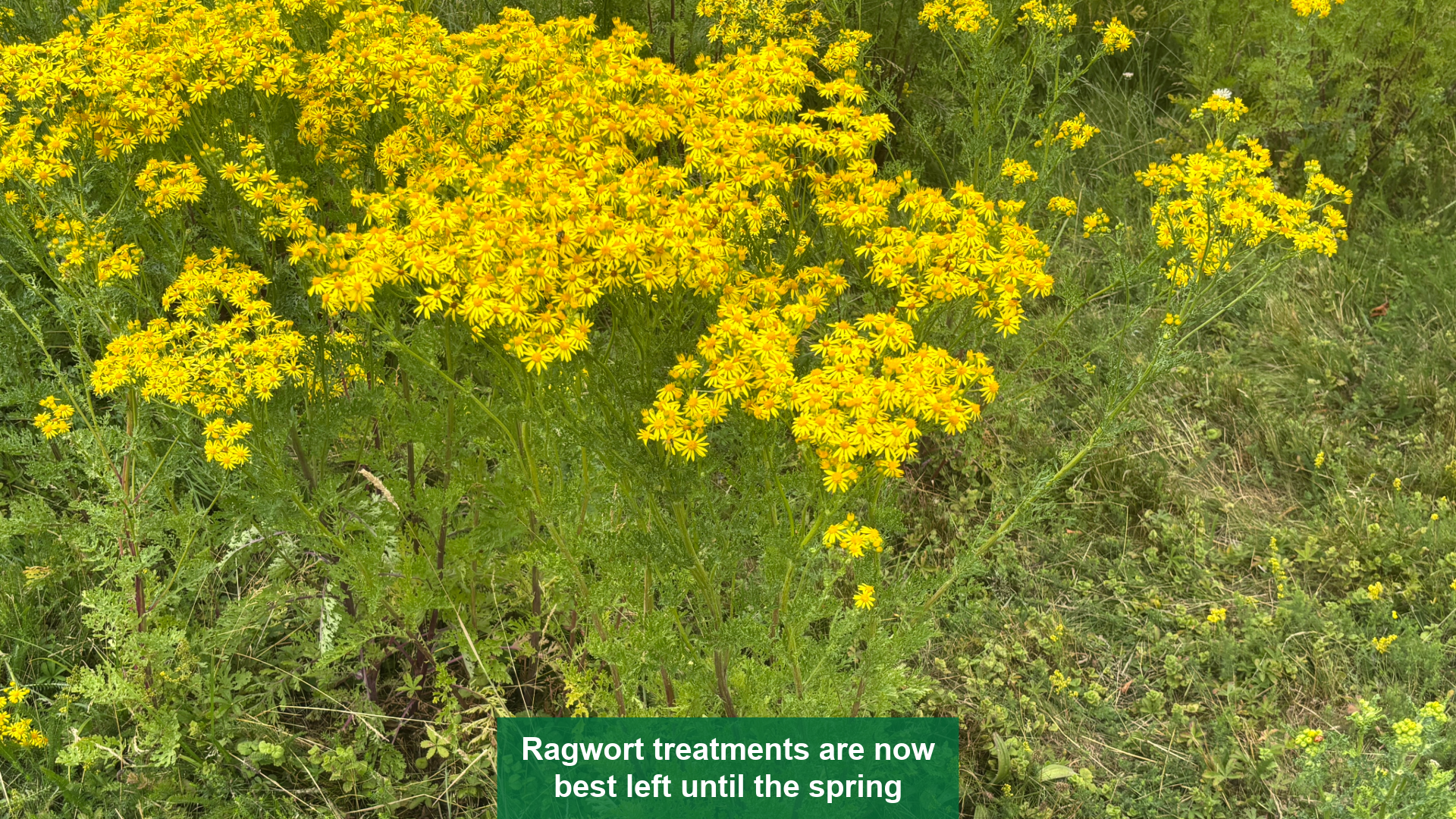Ragwort treatments are now best left until the spring