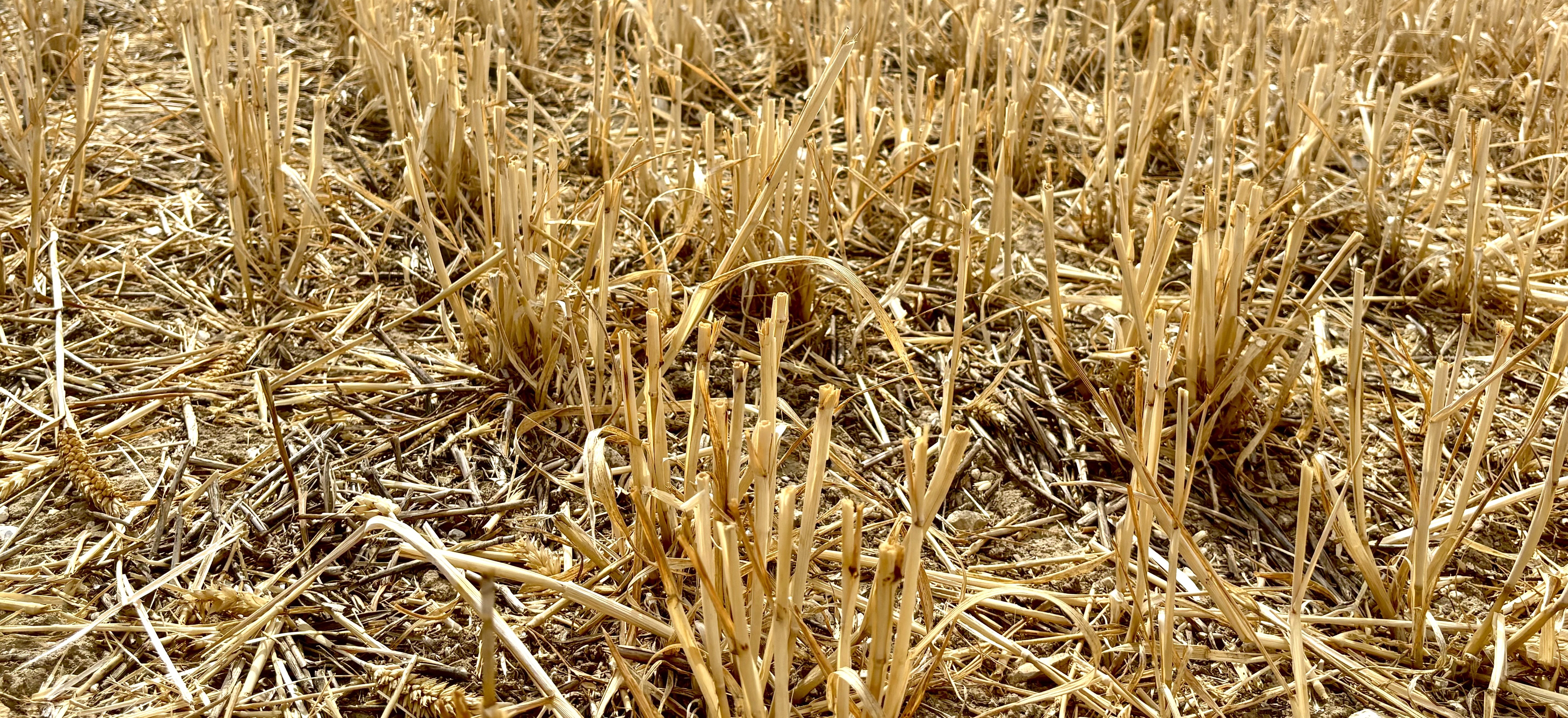 Barley stubble after harvest