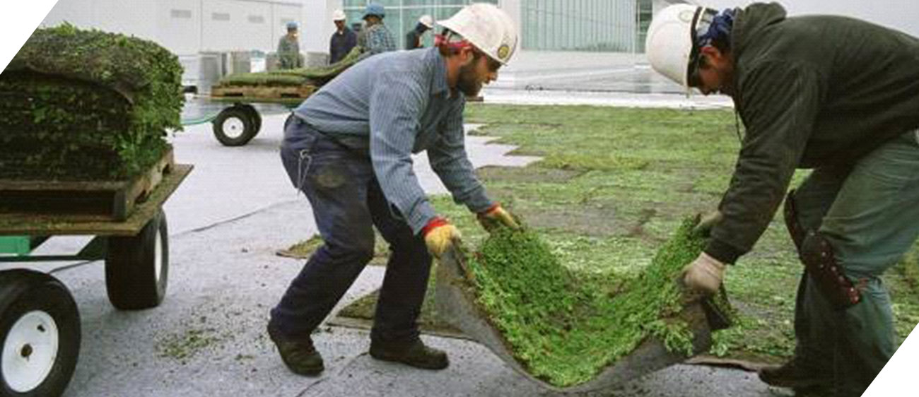 Green Roof